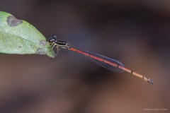 Mortonagrion aborense•&copy; Marcus Ng Fu Chuan•All Rights Reserved