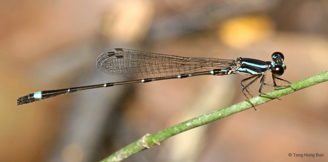 Mortonagrion arthuri•&copy; Tang Hung Bun•All Rights Reserved