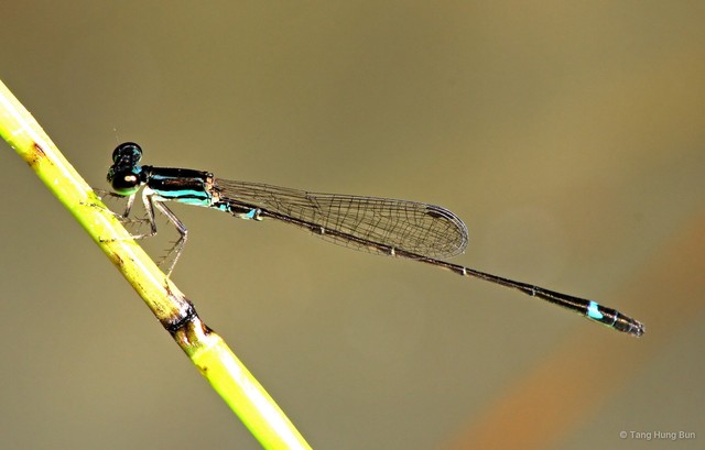 Mortonagrion falcatum•&copy; Tang Hung Bun•All Rights Reserved
