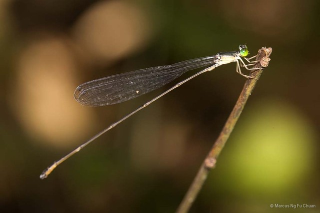 Pericnemis stictica•&copy; Marcus Ng Fu Chuan•All Rights Reserved