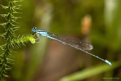 Pseudagrion australasiae•&copy; Marcus Ng Fu Chuan•All Rights Reserved