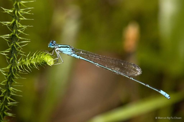 Pseudagrion australasiae•&copy; Marcus Ng Fu Chuan•All Rights Reserved