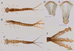 Pseudagrion australasiae•&copy; Darren Yeo•All Rights Reserved