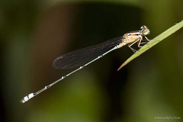 Pseudagrion microcephalum•&copy; Marcus Ng Fu Chuan•All Rights Reserved