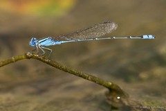 Pseudagrion microcephalum•&copy; Marcus Ng Fu Chuan•All Rights Reserved