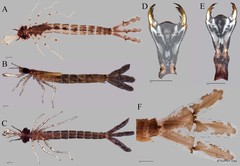Pseudagrion microcephalum•&copy; Darren Yeo•All Rights Reserved