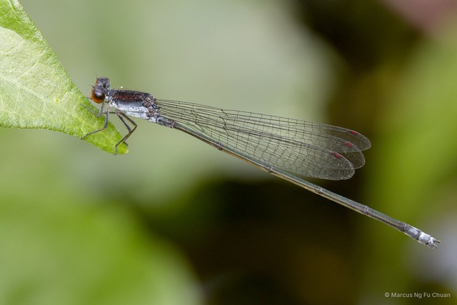 Pseudagrion pruinosum•&copy; Marcus Ng Fu Chuan•All Rights Reserved