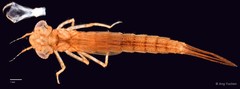 Pseudagrion pruinosum•&copy; Ang Yuchen•All Rights Reserved