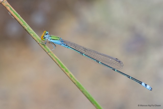 Pseudagrion rubriceps•&copy; Marcus Ng Fu Chuan•All Rights Reserved