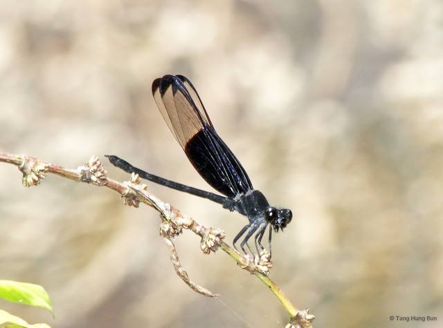 Dysphaea dimidiata•&copy; Tang Hung Bun•All Rights Reserved