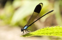 Euphaea impar•&copy; Marcus Ng Fu Chuan•All Rights Reserved