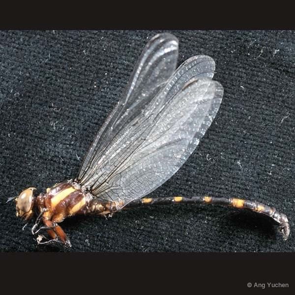 Acrogomphus malayanus•&copy; Ang Yuchen•All Rights Reserved