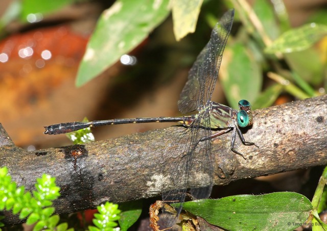 Heliogomphus kelantanensis•&copy; Tang Hung Bun•All Rights Reserved