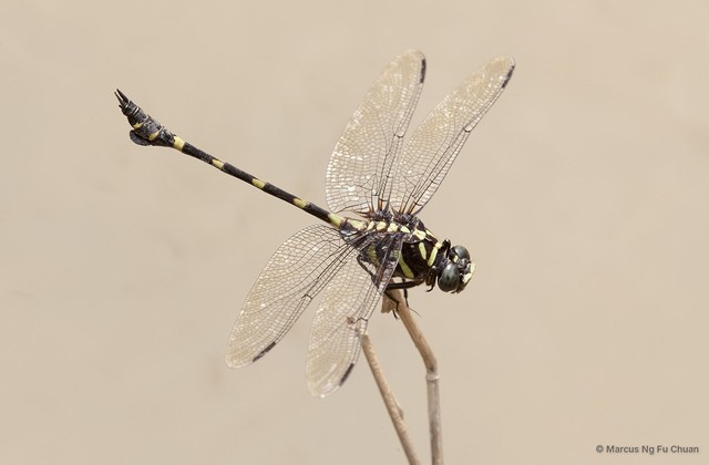Ictinogomphus decoratus melaenops•&copy; Marcus Ng Fu Chuan•All Rights Reserved