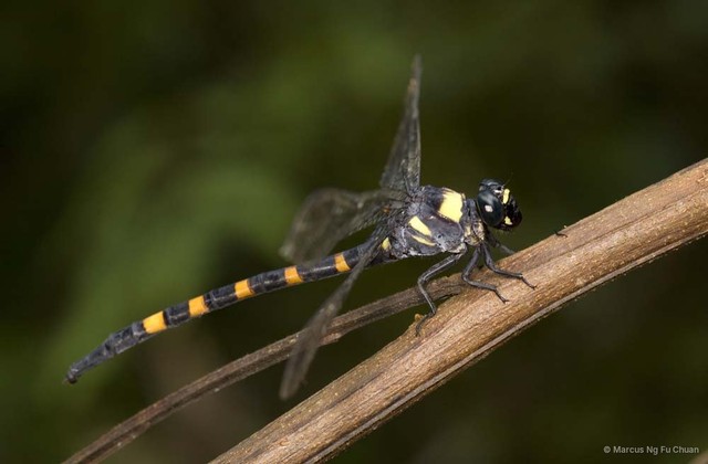 Macrogomphus quadratus•&copy; Marcus Ng Fu Chuan•All Rights Reserved