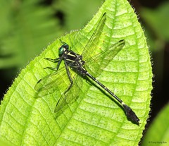 Merogomphus femoralis•&copy; Tang Hung Bun•All Rights Reserved