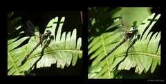 Microgomphus chelifer•&copy; Alan OwYong•All Rights Reserved