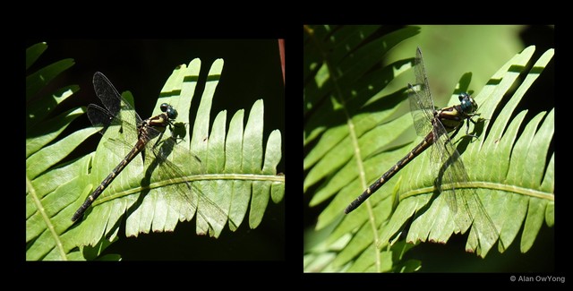 Microgomphus chelifer•&copy; Alan OwYong•All Rights Reserved