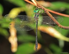 Idionyx yolanda•&copy; Tang Hung Bun•All Rights Reserved