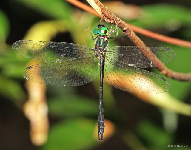 Idionyx yolanda•&copy; Tang Hung Bun•All Rights Reserved
