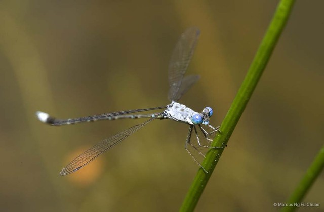 Lestes decipiens•&copy; Marcus Ng Fu Chuan•All Rights Reserved
