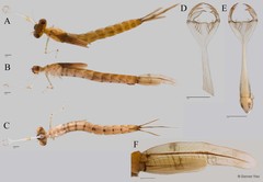 Lestes decipiens•&copy; Darren Yeo•All Rights Reserved