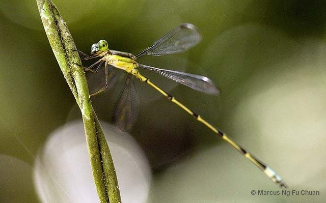 Orolestes wallacei•&copy; Marcus Ng Fu Chuan•All Rights Reserved