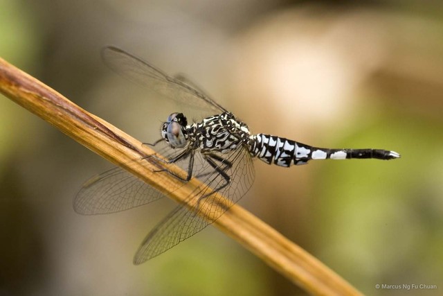 Acisoma panorpoides•&copy; Marcus Ng Fu Chuan•All Rights Reserved
