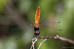 Aethriamanta brevipennis•&copy; Marcus Ng Fu Chuan•All Rights Reserved