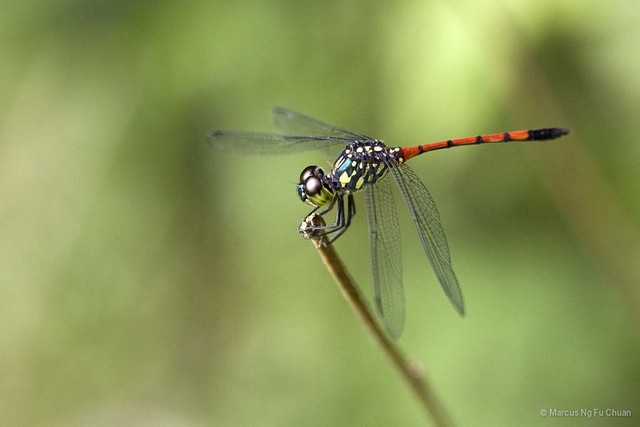 Agrionoptera insignis•&copy; Marcus Ng Fu Chuan•All Rights Reserved