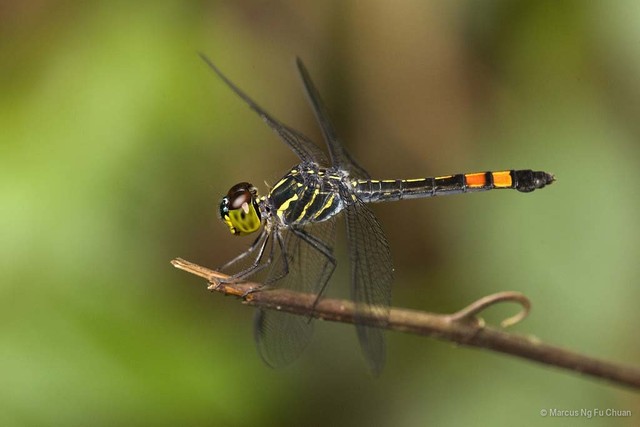 Agrionoptera sexlineata•&copy; Marcus Ng Fu Chuan•All Rights Reserved