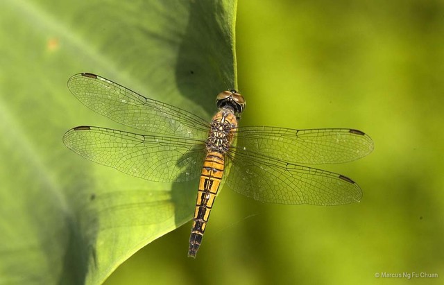 Brachydiplax chalybea•&copy; Marcus Ng Fu Chuan•All Rights Reserved