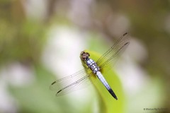Brachydiplax chalybea•&copy; Marcus Ng Fu Chuan•All Rights Reserved