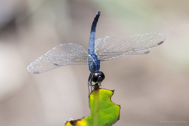 Brachydiplax farinosa•&copy; Marcus Ng Fu Chuan•All Rights Reserved