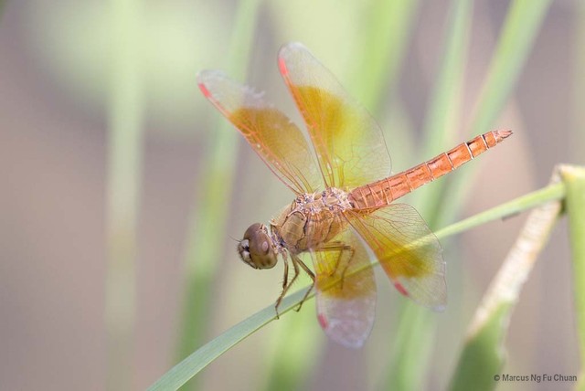 Brachythemis contaminata•&copy; Marcus Ng Fu Chuan•All Rights Reserved