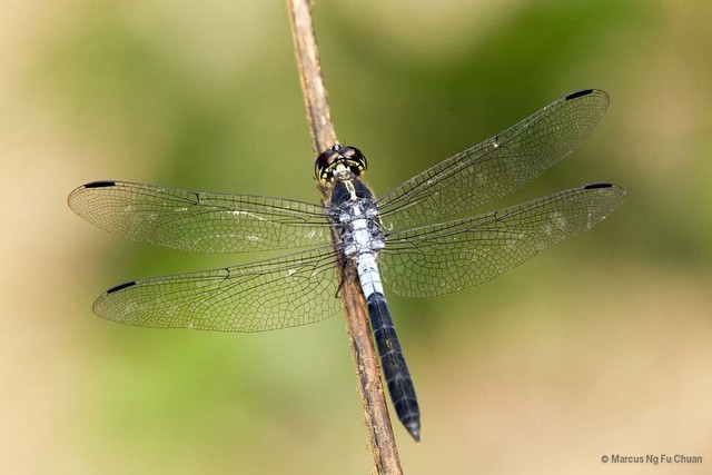 Cratilla lineata•&copy; Marcus Ng Fu Chuan•All Rights Reserved