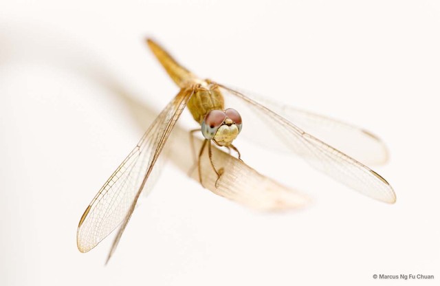 Crocothemis servilia•&copy; Marcus Ng Fu Chuan•All Rights Reserved