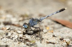 Diplacodes trivialis•&copy; Marcus Ng Fu Chuan•All Rights Reserved