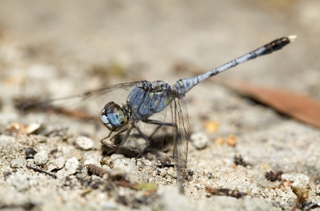 Diplacodes trivialis•&copy; Marcus Ng Fu Chuan•All Rights Reserved