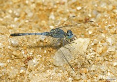 Diplacodes trivialis•&copy; Tang Hung Bun•All Rights Reserved