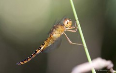 Hydrobasileus croceus•&copy; Marcus Ng Fu Chuan•All Rights Reserved