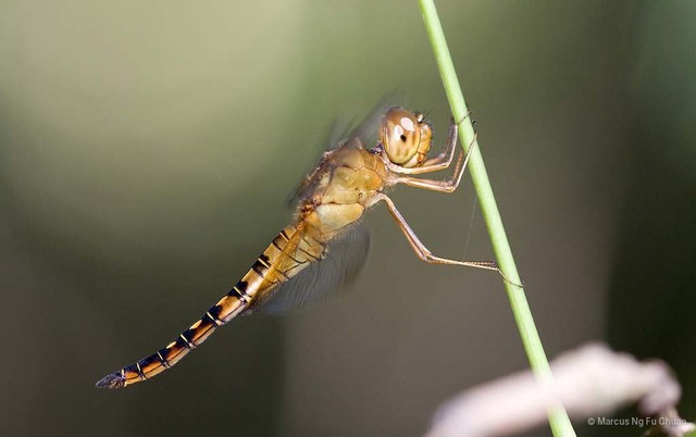 Hydrobasileus croceus•&copy; Marcus Ng Fu Chuan•All Rights Reserved