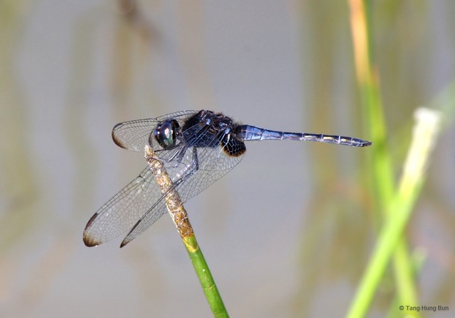 Indothemis limbata•&copy; Tang Hung Bun•All Rights Reserved