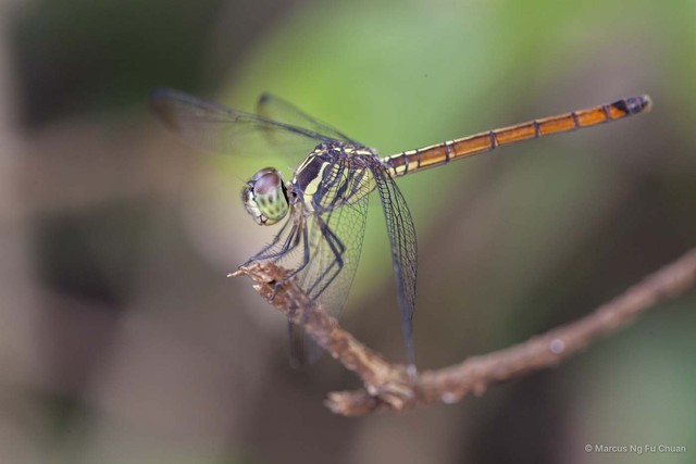 Lathrecista asiatica•&copy; Marcus Ng Fu Chuan•All Rights Reserved
