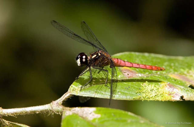 Lyriothemis cleis•&copy; Marcus Ng Fu Chuan•All Rights Reserved