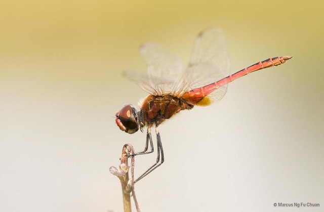 Macrodiplax cora•&copy; Marcus Ng Fu Chuan•All Rights Reserved
