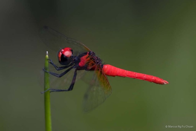 Nannophya pygmaea•&copy; Marcus Ng Fu Chuan•All Rights Reserved