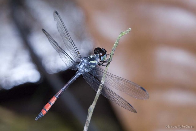 Nesoxenia lineata•&copy; Marcus Ng Fu Chuan•All Rights Reserved