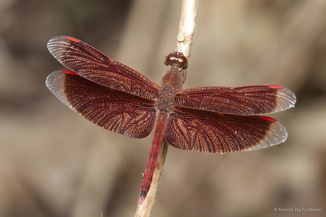 Neurothemis fluctuans•&copy; Marcus Ng Fu Chuan•All Rights Reserved