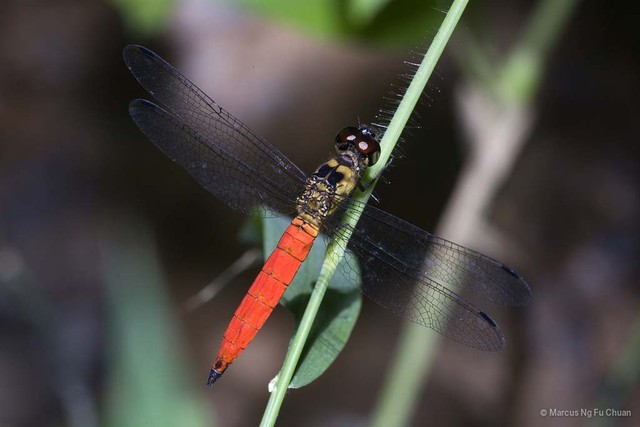 Orchithemis pulcherrima•&copy; Marcus Ng Fu Chuan•All Rights Reserved